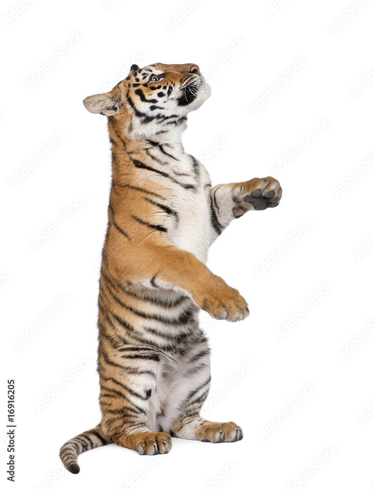 Fototapeta premium Bengal Tiger, 1 year old, sitting in front of white background