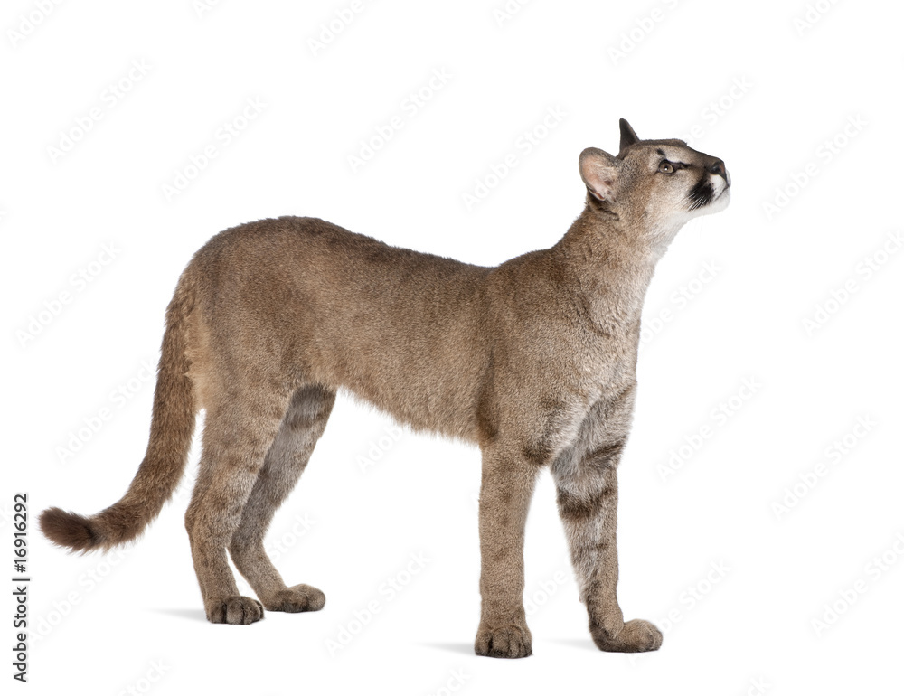 Fototapeta premium Puma cub, standing and looking up against white background