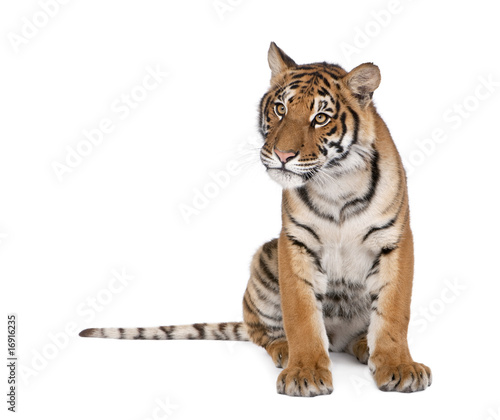 Fotografia Portrait of Bengal Tiger, sitting in front of white background