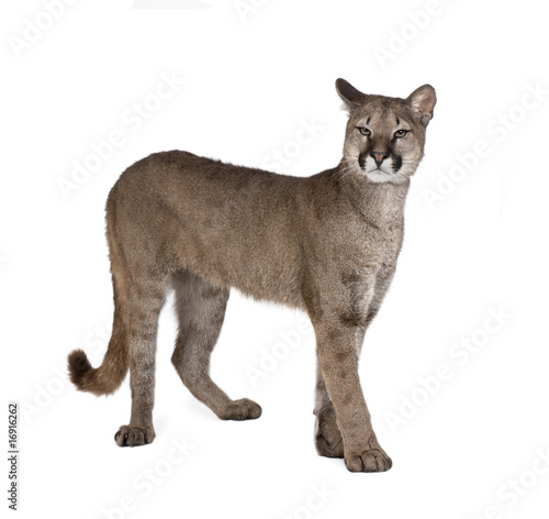Puma cub, standing against white background, studio shot