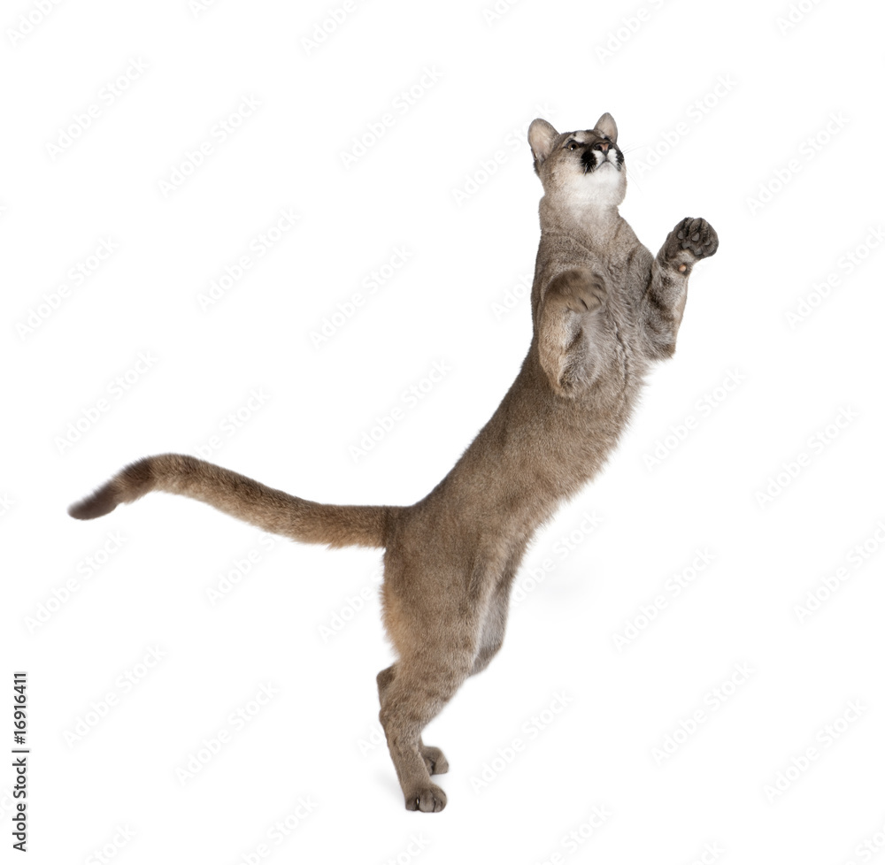 Puma cub, standing on hind legs against white background Stock Photo |  Adobe Stock