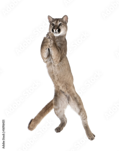 Puma cub, leaping in midair against white background