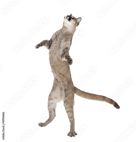 Puma cub, standing on hind legs against white background