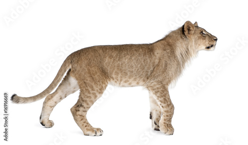 Side view of lion cub, standing against white background
