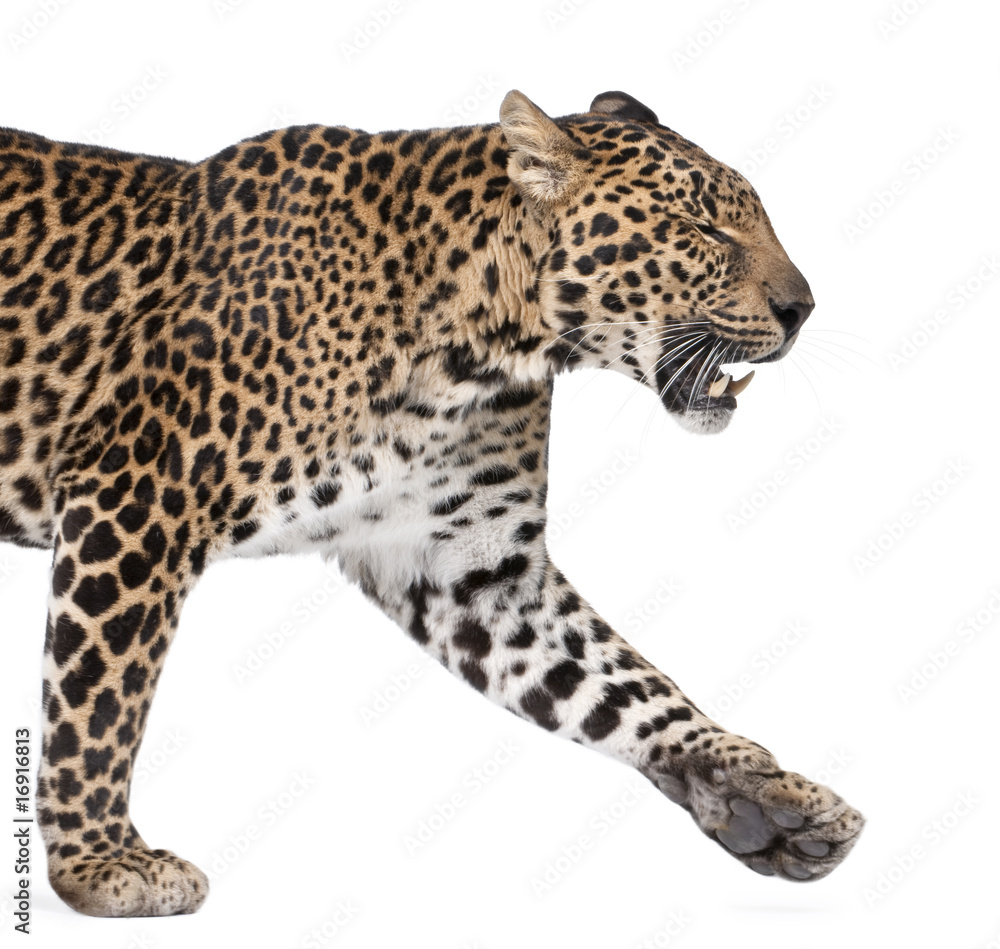 Leopard walking and snarling against white background Leopard walking and snarling against white background