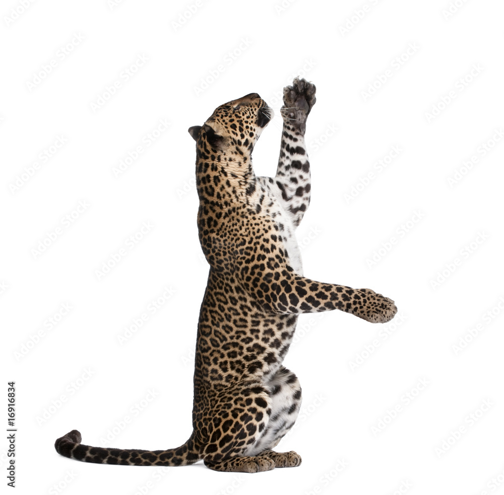Fototapeta premium Leopard reaching up against white background, studio shot
