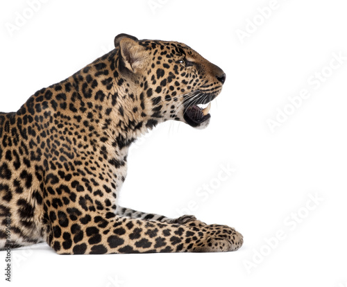 Portrait of leopard lying down against white background