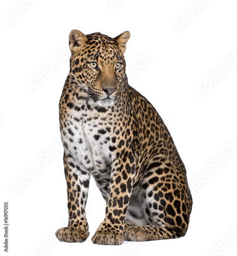 Portrait of leopard sitting against white background © Eric Isselée