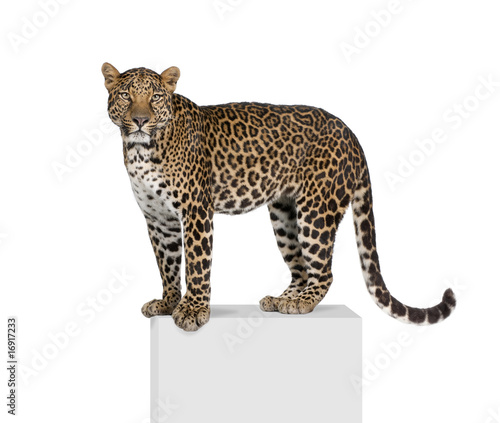 Portrait of leopard on pedestal against white background