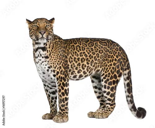 Obraz Portrait of leopard standing against white background
