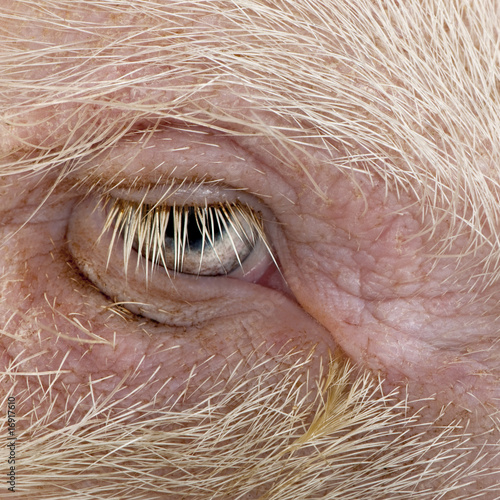 Close-up of Gottingen minipig eye and hair photo