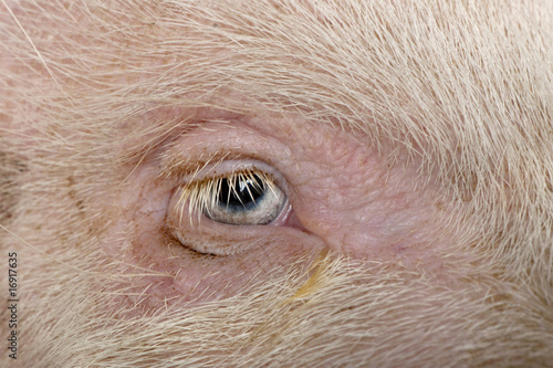 Fotografie Close-up of Gottingen minipig eye and hair