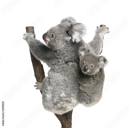 Fototapeta Naklejka Na Ścianę i Meble -  Koala bears climbing tree, in front of white background