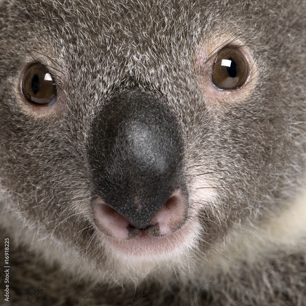 Fototapeta premium Close-up portrait of male Koala bear