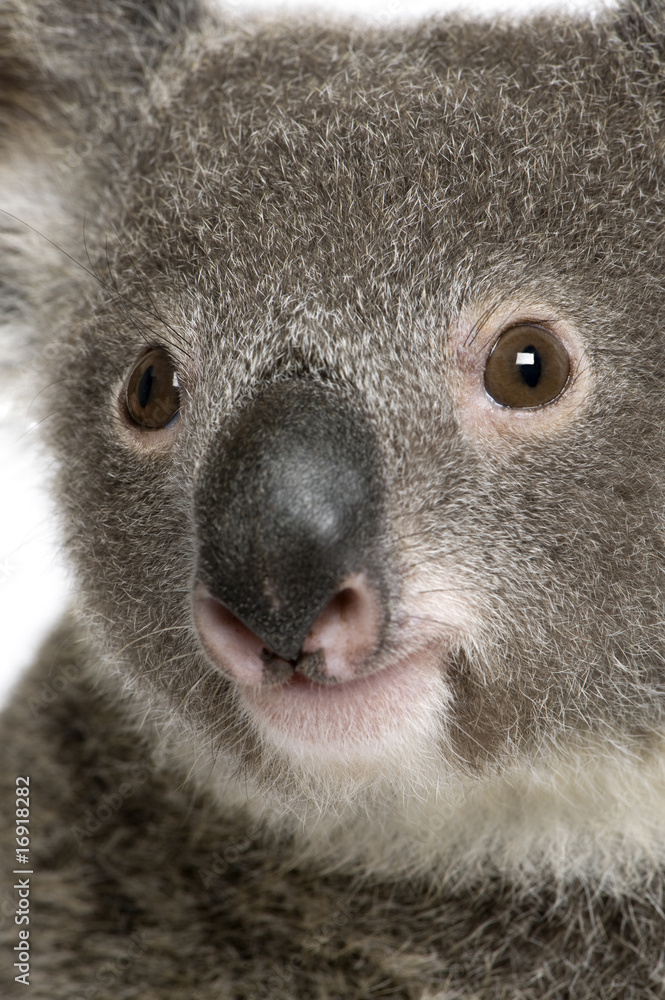 Naklejka premium Close-up portrait of male Koala bear, Phascolarctos cinereus