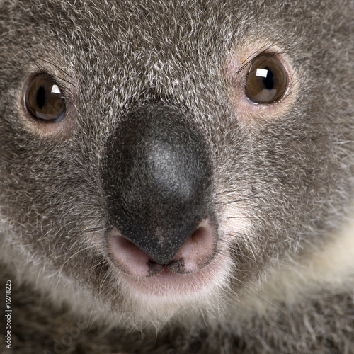 Close-up portrait of male Koala bear