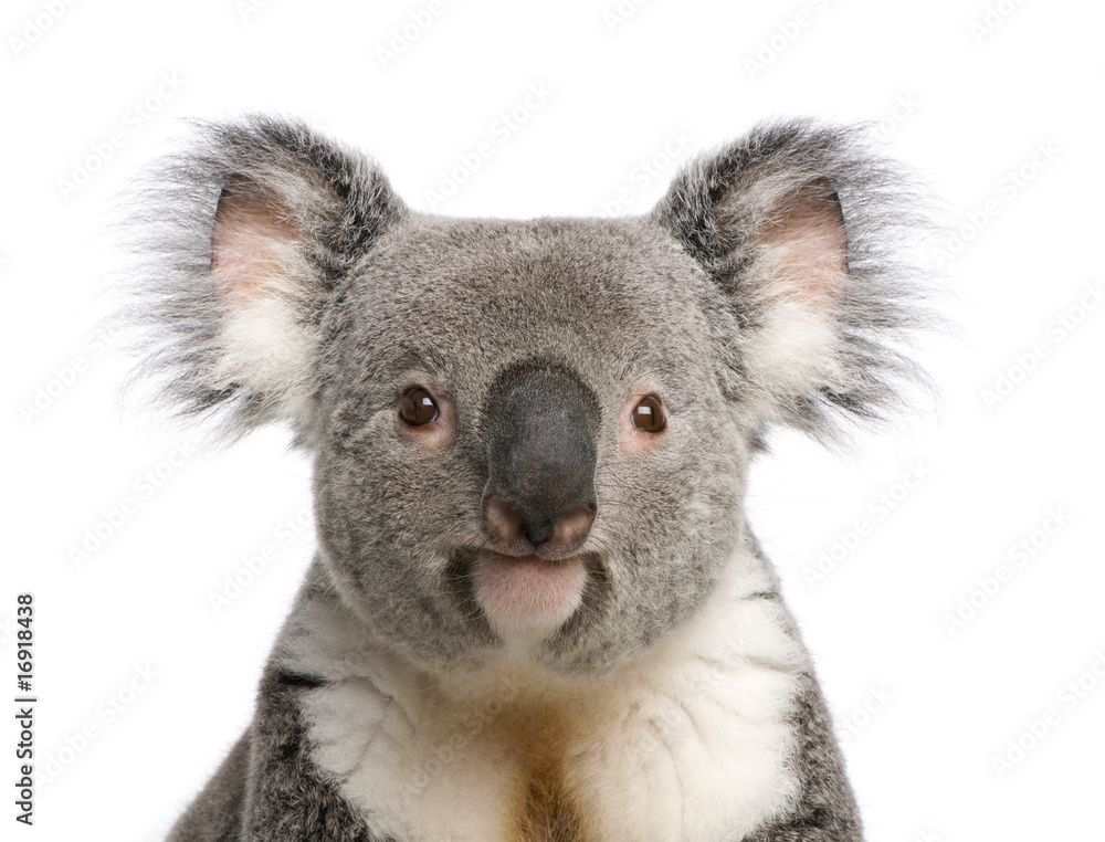 Obraz premium Portret samca niedźwiedzia Koala, Phascolarctos cinereus, 3 lata