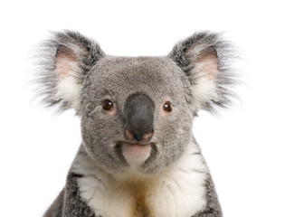 Ingelijste posters Koala Portret van mannelijke koalabeer  © Eric Isselée