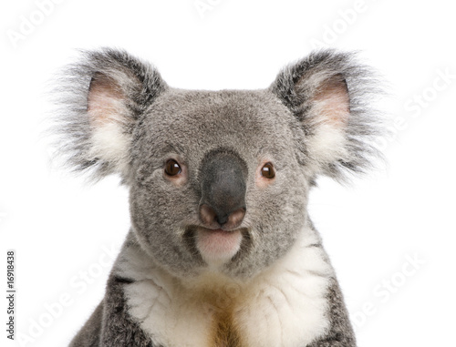 Portrait of male Koala bear, Phascolarctos cinereus, 3 years old