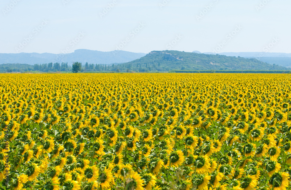Fototapeta premium Sunflower field, Provence, France, shallow focus