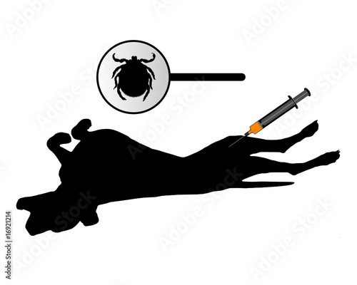 Hund bekommt Impfung gegen Zecken
