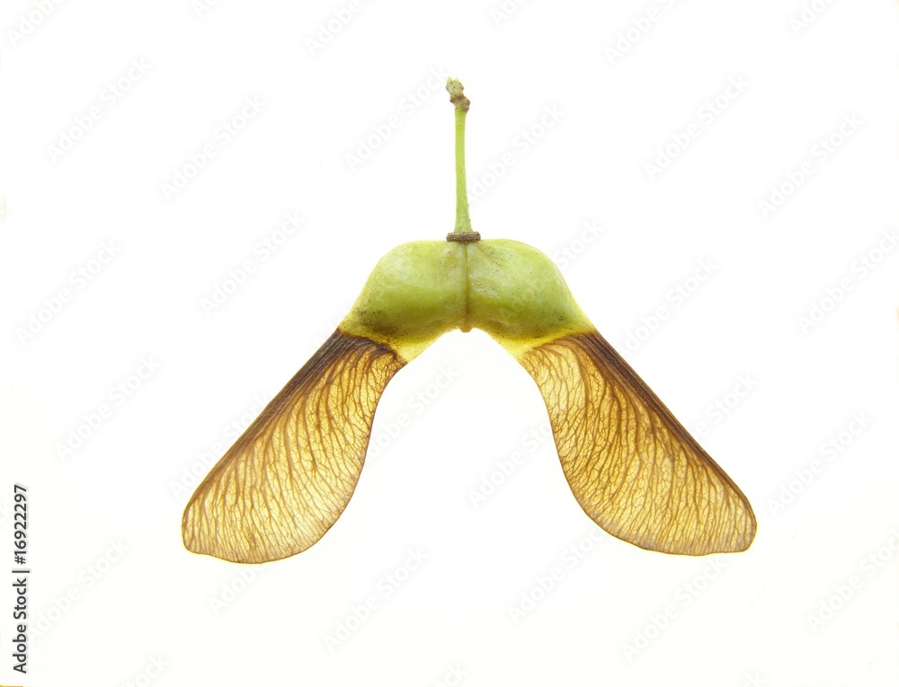 Naklejka premium Maple seed