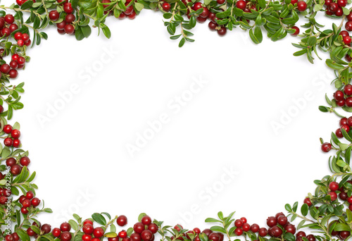 Quadro em tela Frame from of the cowberry