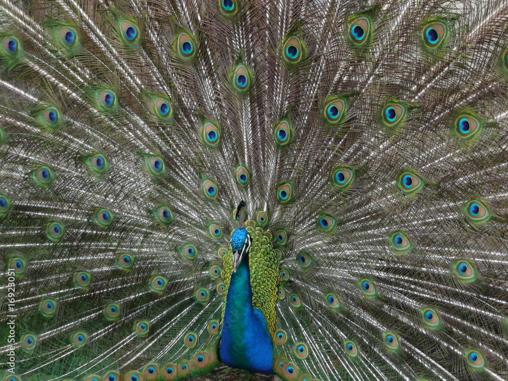 Naklejka premium paw