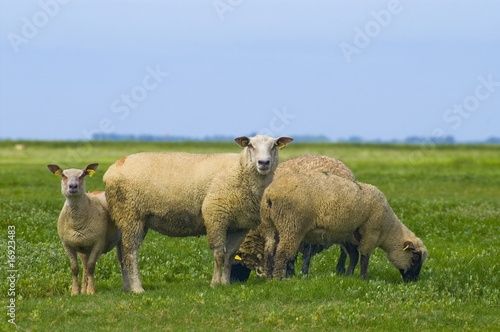 Moutons de près salès (mouton d'estran) en Baie de Somme © Alonbou