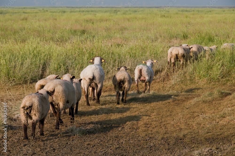 Sortie des moutons de près salés en Baie de Somme Sortie des moutons de près salés en Baie de Somme