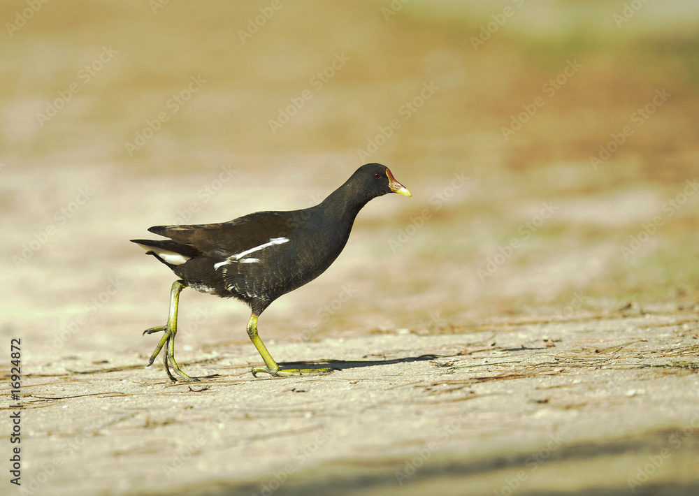Fototapeta premium poule-d'eau