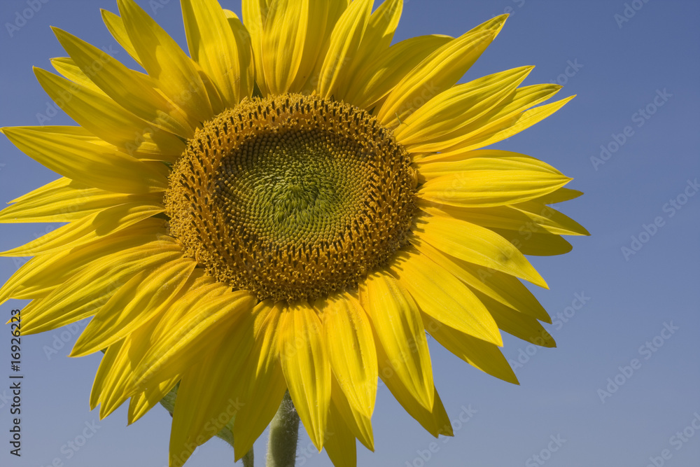 Naklejka premium sunflower during a sunny day