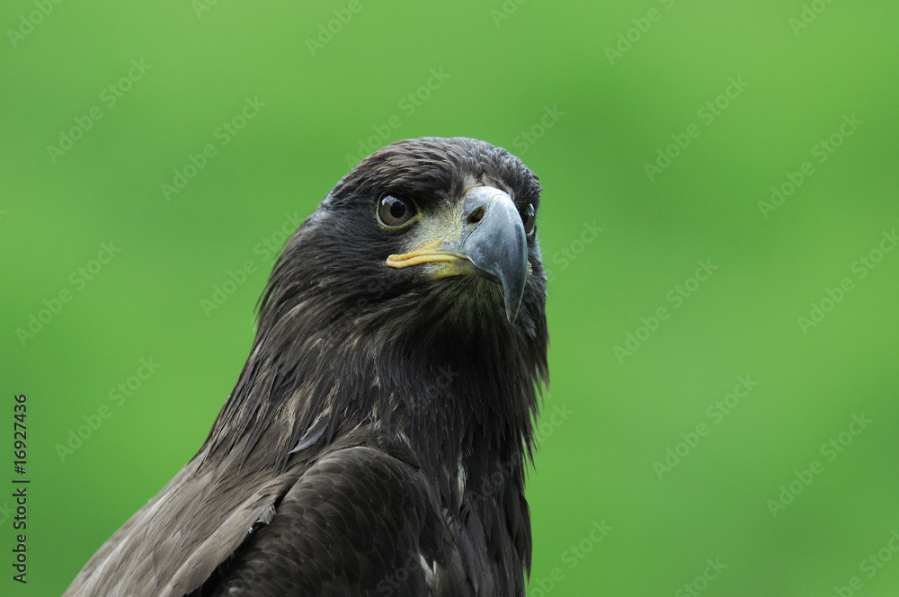 aigle aigle
