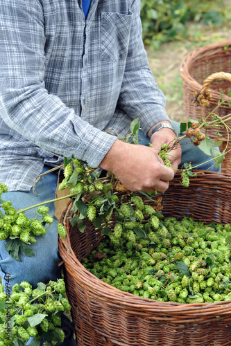 Hopfenernte Mann