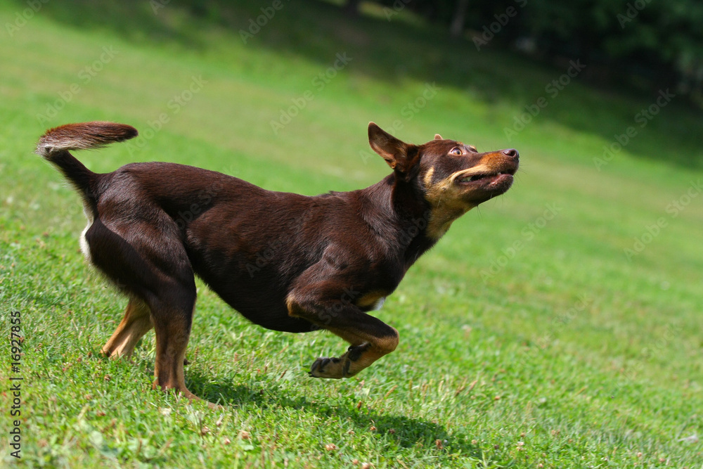 Dog playing in flying disk Dog playing in flying disk