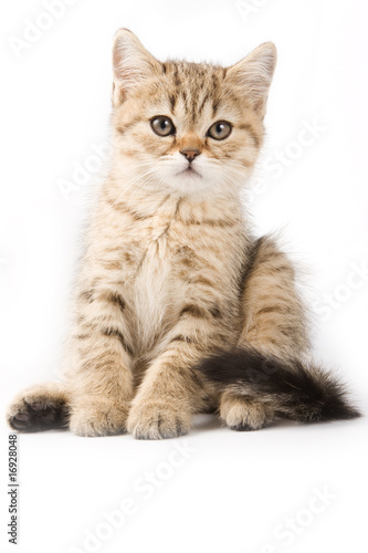 British kitten on white background © Dixi_