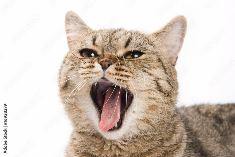 Obraz premium British kitten on white background