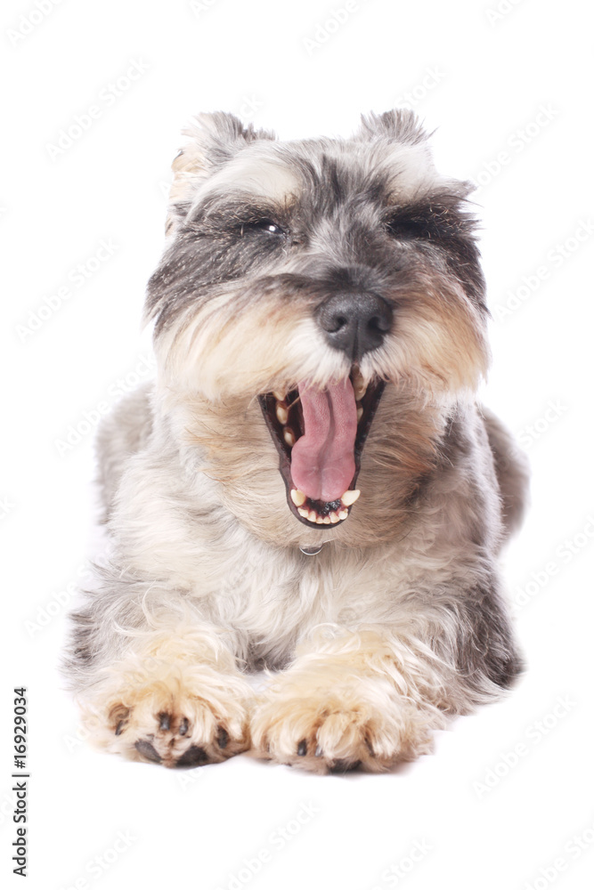 Cute dog yawning
