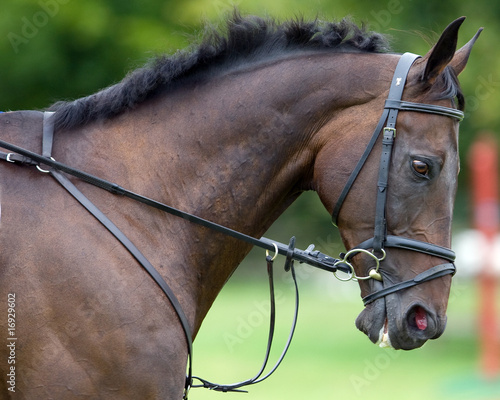 Horse Trial Profile