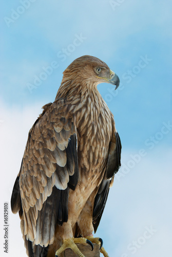 A hawk eagle