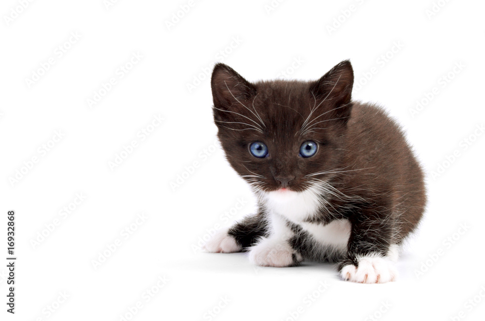 kitten kitten