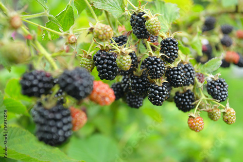ripe  blackberry