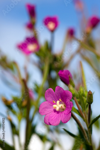 purple flowers