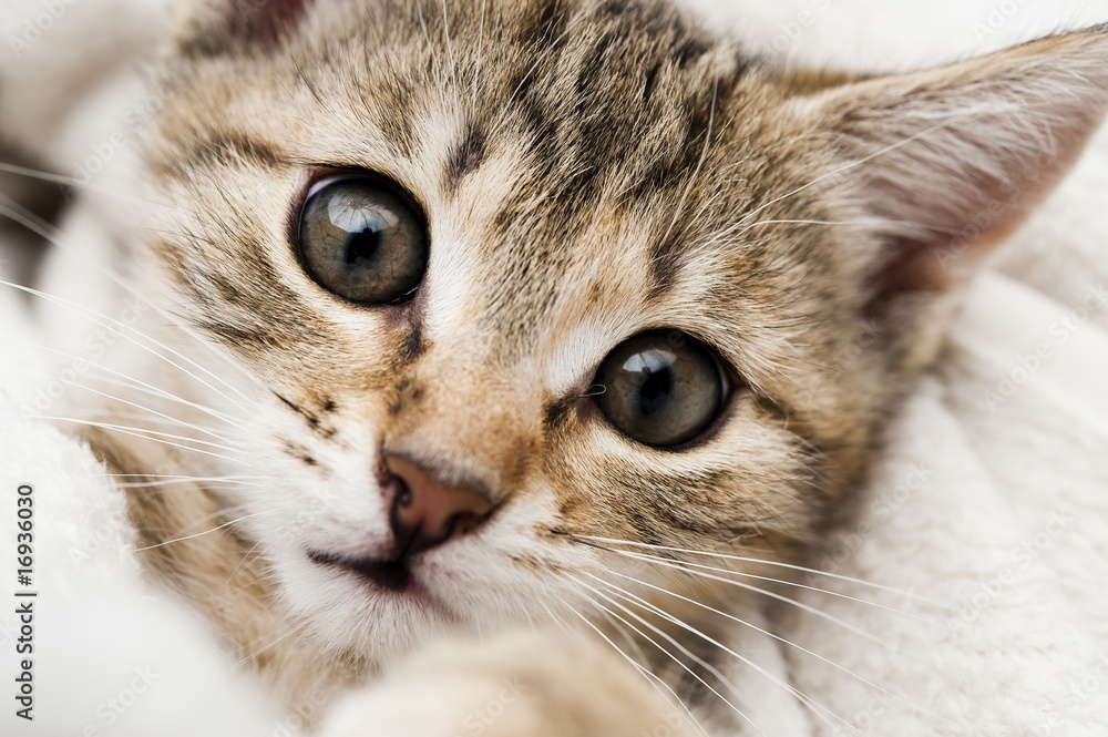 süße miezekatze wacht auf