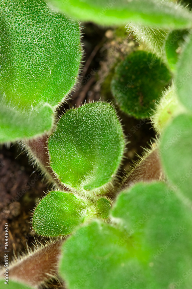 Green plant Green plant