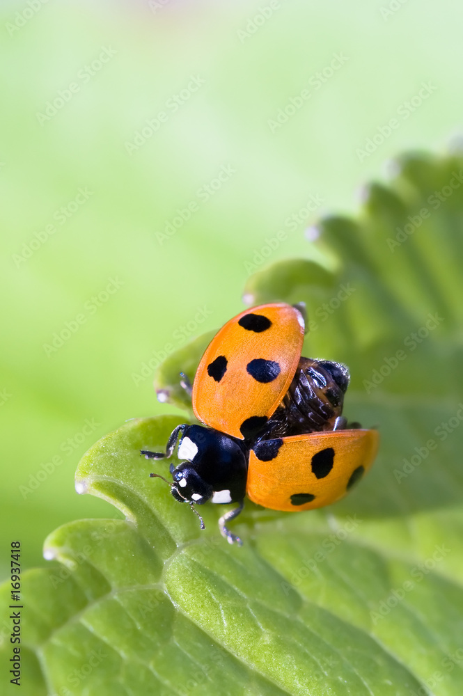 Fototapeta premium Ladybug ready for takeoff