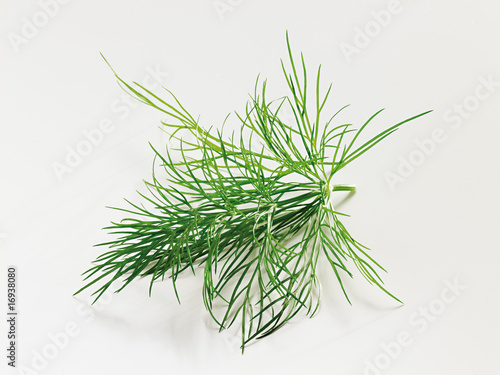 dill, Gurkenkraut