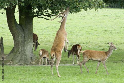 Red Deer stretching for some leafs