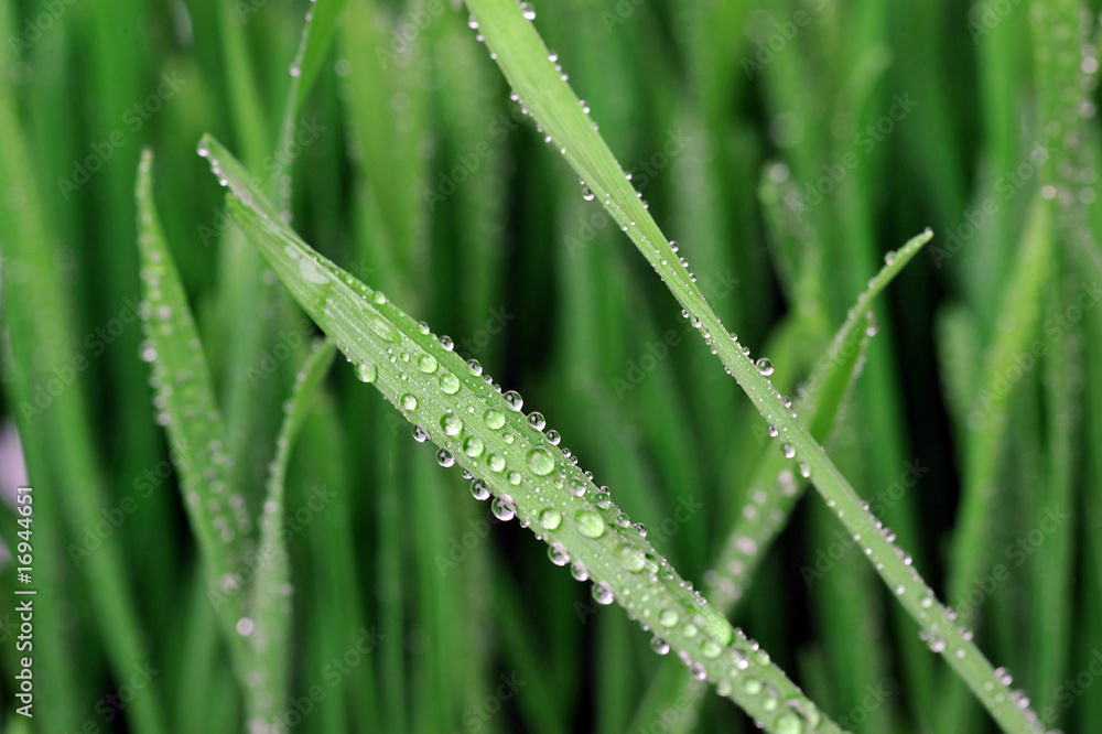 water drops on the grass water drops on the grass