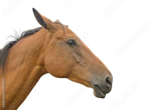 Fototapeta Naklejka Na Ścianę i Meble -  Horse's head